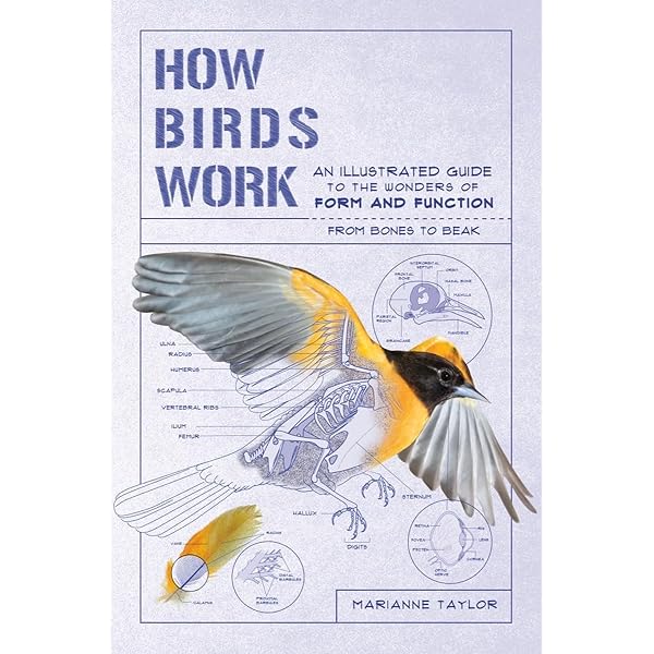 語学+参考書 Manual of Ornithology: Avian Structure and Function Manual of ornithology : avian structure & function : Proctor